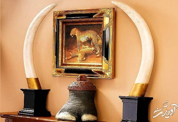 عاج فیل در خانه